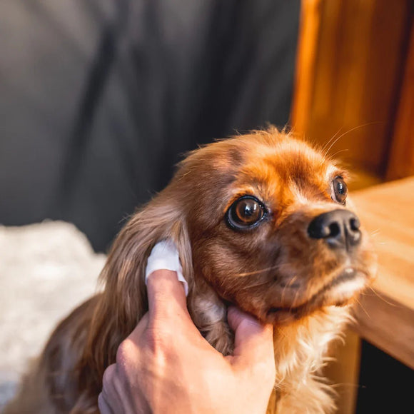 Soins des yeux et des oreilles pour chien naturel - La Patte Verte