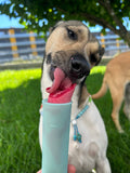 Préparation Glace pour Chien & Chat | Cooka's Cookies