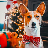 Beeztees Noeud de Noël pour chien - La Patte Verte