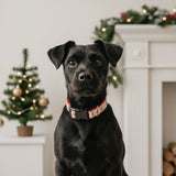 Collier pour Chien Hibou de Noël - La Patte Verte