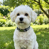 Collier pour Chien – Zèbre - La Patte Verte
