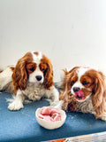 Préparation Glace pour Chien & Chat | Cooka's Cookies