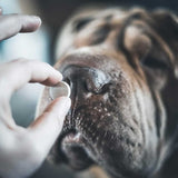 VerZen - Bien - Être Intestinal et Hygiène Digestive, Formule aux Plantes pour Chiens et Chats - La Patte Verte