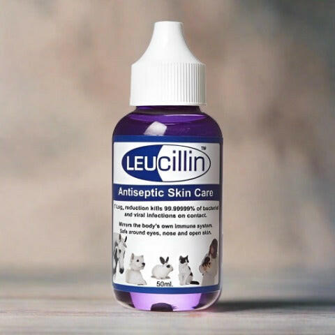 Leucillin for dog eye infection best sale